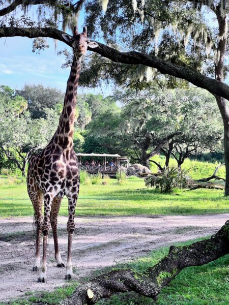 A giraffe beside the safari vehicle on Kilimanjaro Safaris